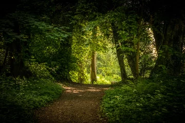 Gordijnen An archway through the trees © Vic