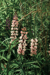 Flower field with pink lupins and green grass and leaves. Close-up.