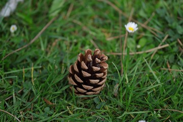 pine cone on the grass