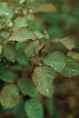 Green rose leaves with drops after rain