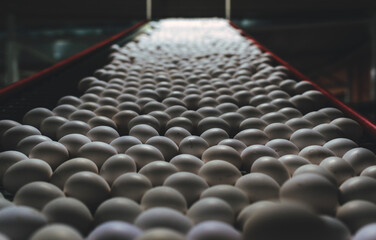 Obraz premium egg factory industry poultry conveyor production