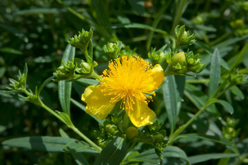 St Johns Wort Yellow Flower