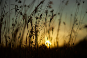 Obraz premium Golden sky and meadow in a summer wheat field at sunset