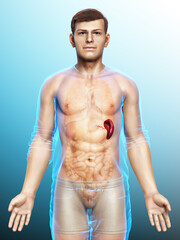 3d rendered, medically accurate illustration of a male Spleen Anatomy
