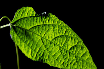 Green leaf in the dark