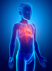 3d rendered, medically accurate illustration of a young boy lung anatomy