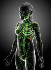 3d rendered medically accurate illustration of a young girl lymphatic system