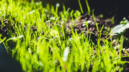 macro de huerta con pastos verdes. césped  y tierra removida, con rayos de sol 