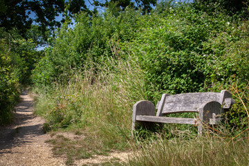 Park Bench in the Bushes