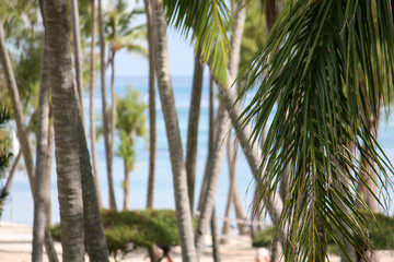 Fototapeta premium blurred background with palm trees and ocean