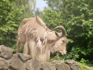 Antilope