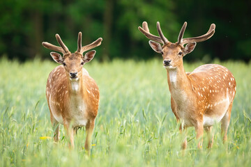 Majestic pair of fallow deer, dama dama, stags standing on meadow in the summer. Dominant animals with antlers watching on field from front view. Two mammals observing on grassland.