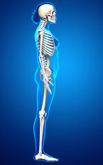 3d rendered, medically accurate illustration of a female skeleton system