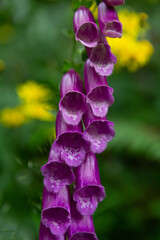 Close-up view of a Digitalis purpurea, foxglove or digitalis. © Rojo