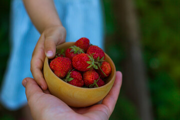 Little girl in a blue dress holds in her hands a red ripe strawberry in  wooden bowl. Fresh strawberries from the garden. Summer healthy eating concept.
