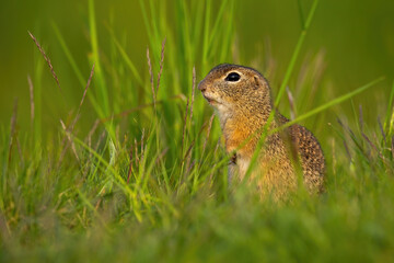 Naklejka na ściany i meble Little european ground squirrel, spermophilus citellus, sitting in grass during the summer. Interested souslik observing on field. Wild animal sniffing around.