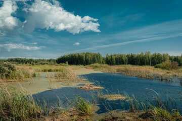 Green swamp duckweed in sunny day. Swamp duckweed forest river view. Green swamp duckweed forest landscape