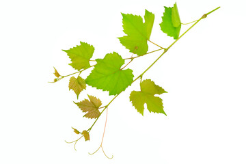 Vine leaves isolated on white background.