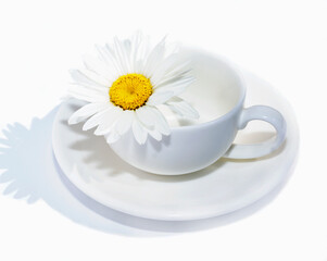 Macro. White camomile in a white cup on a white Thomas