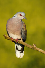 Beautiful european turtle dove, streptopelia turtur, sitting on branch in the summer. Colorful bird looking with interest from a twig. Wild animal observing surrounding in vertical composition.