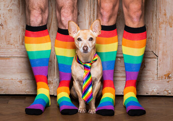 gay dog with owner and rainbow socks