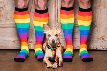 gay dog with owner and rainbow socks