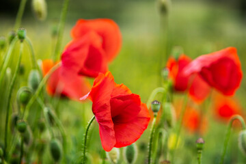 Red wild poppy flowers on a meadow at the spring