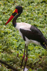 
Large bird with colorful beak