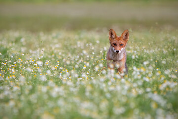 Red fox, vulpes vulpes, standing on meadow looking to the camera. Beautiful mammal walking on field with white flowers. Wild predator staring on nature with copy space.