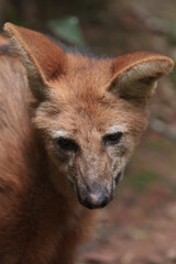 Guara Wolf, animal from the Brazilian Cerrado