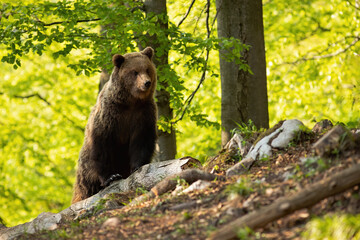 Fototapeta na wymiar Majestic brown bear, ursus arctos, observing in forest during the summer. Impressive mammal standing on trunk from front view. Wild animal staring in nature.