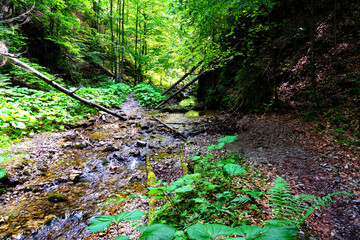 Slovak Paradise National Park, Slovakia. The trail goes on river bed among fallen trees.