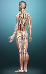 3d rendered medically accurate illustration of Internal organs, skeleton and circulatory system