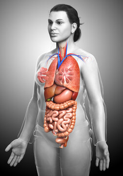 3d rendered medically accurate illustration of Female internal organs