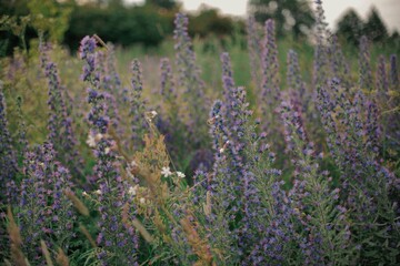 Fototapeta premium field purple flowers
