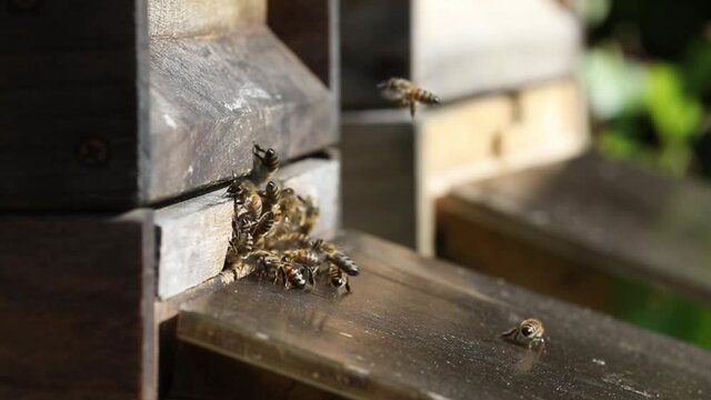 wildlife, insects, bees and flowers, bees flying back to there beehive