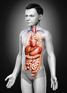 3d rendered medically accurate illustration of Boy Digestive System  and heart