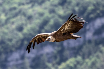 Vautour fauve