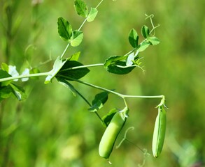 green peas in a pot