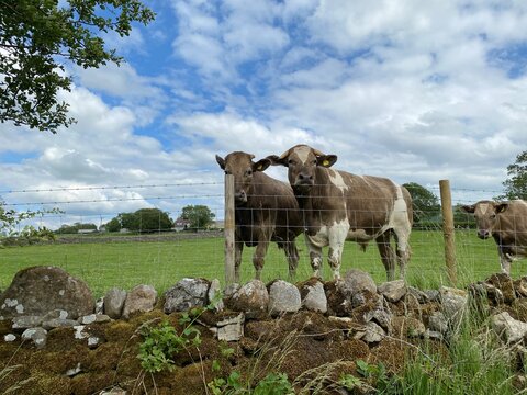Two brown and white bulls, in a field, next to a fence by a dry stone wall in, Hetton, Skipton
