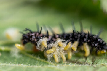 Parasitic wasp larvae emerging from a live peacock butterfly caterpillar