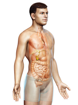3d rendered medically accurate illustration of male Organs Gallbladder Anatomy