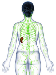 3d rendered medically accurate illustration of a female lymphatic system