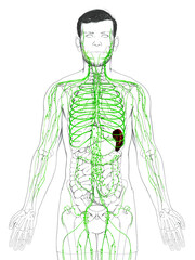 3d rendered medically accurate illustration of a male lymphatic system