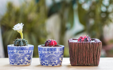 Cactus in pot on wooden table