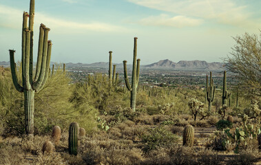 Picturesque Arizona Landscape of Saguaro Cacti, Sky and Mountains