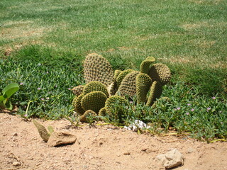 cactuses