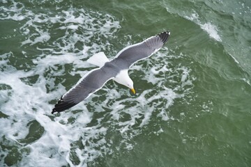 Overhead shot of a lesser black-backed gull flying over the sea during daylight © Edwin Kim/Wirestock