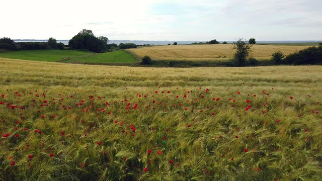 Wheat field with red poppies and Baltic Sea, crane shot 4k video footage