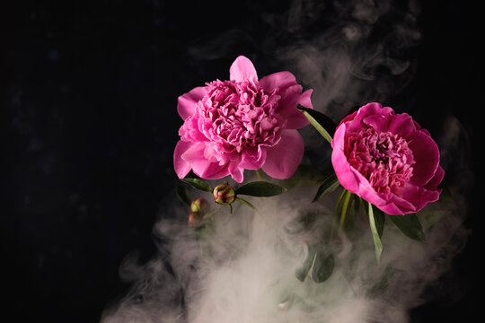 Bright pink peonies in a dark style with smoke around. High quality creative summer photo.
